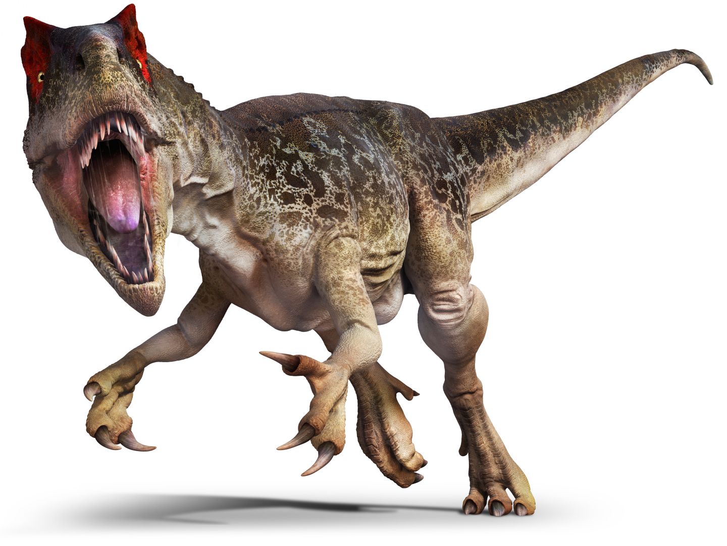 Allosaurus